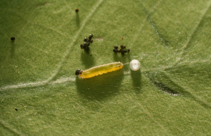 Fig.5. Larva de<i>Typhedanus undulatus</i></i>. 3mm de longitud en primer estadío. Voucher: 14-SRNP-81260-DHJ714421.jpg.

