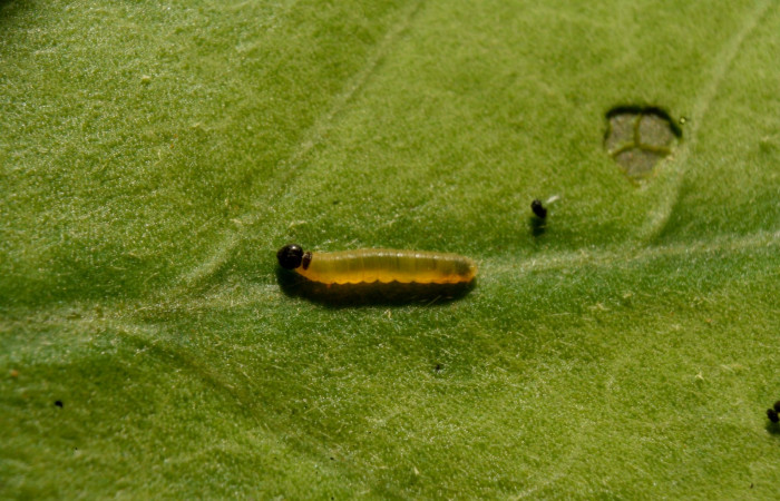 Fig.6. Larva de <i>Typhedanus undulatus</i></i> 3mm de longitud en primer estadío. Voucher: 14-SRNP-81260-DHJ714425
