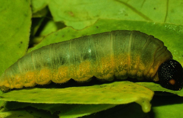 Fig.8. Larva de <i>Typhedanus undulatus</i></i>. en último estadío. Voucher: 93-SRNP-3570-DHJ26490.jpg