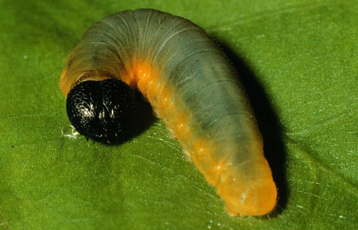 Fig.9. Larva de <i>Typhedanus undulatus</i></i>. 20mm de longitud en penúltimo estadío. Voucher: 97-SRNP-6582-DHJ43621.jpg