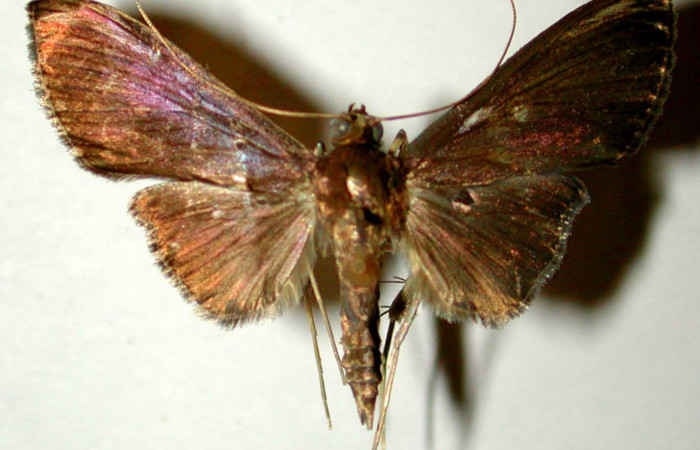  Fig.1 Adulto <i>Phostria truncatalis</i></i> mostrando la parte dorsal, macho.Voucher: 00-SRNP-18249-DHJ33598.