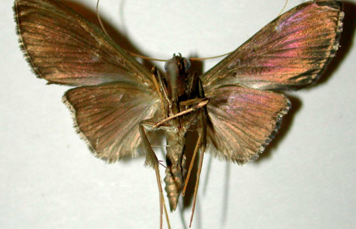  Fig. 2 Adulto <i>Phostria truncatalis</i></i> mostrando la parte ventral, macho.Voucher: 00-SRNP-18249-DHJ33599.