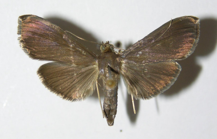  Fig. 3 Adulto <i>Phostria truncatalis</i></i> mostrando la parte dorsal, hembra.Voucher: 00-SRNP-15414-DHJ331964.