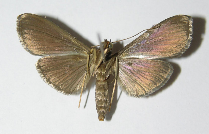  Fig. 4 Adulto <i>Phostria truncatalis</i></i> mostrando la parte ventral, hembra.Voucher: 00-SRNP-15414-DHJ331965.