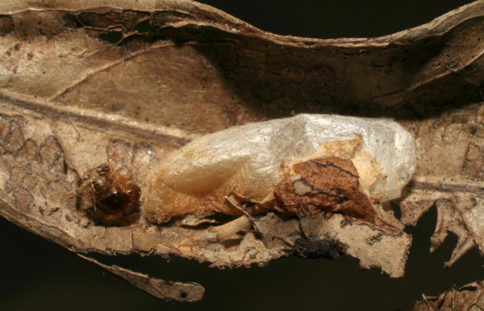 Fig. 7 Párasito de la familia Braconidae, <i>Alabagrus latreillei</i></i>, Voucher: 04-SRNP-24591-DHJ412088.jpg.