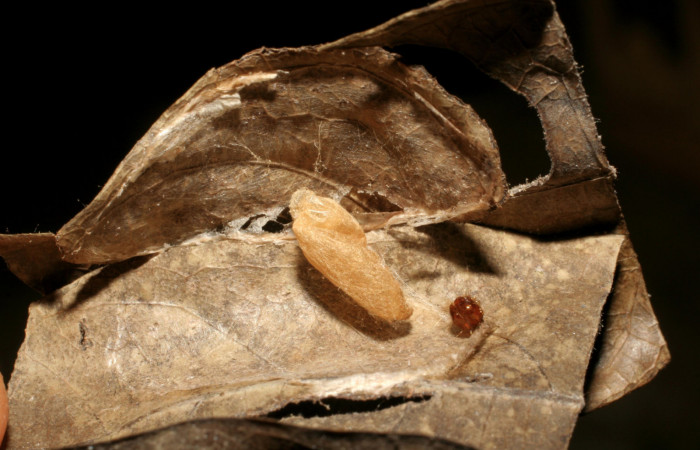 Fig. 8 Párasito de la familia Braconidae, <i>Alabagrus latreillei</i></i>, Voucher: 04-SRNP-24703-DHJ412094.jpg.