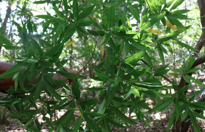 Fig.9 Planta <i>Alibertia</i></i> edulis (Rubiaceae), hospedera de la <i>Phostria truncatalis</i></i>,(Crambidae), Sector Mundo Nuevo, Sector Pailas. Foto  Elieth Cantillano 18 Marzo 2019.
