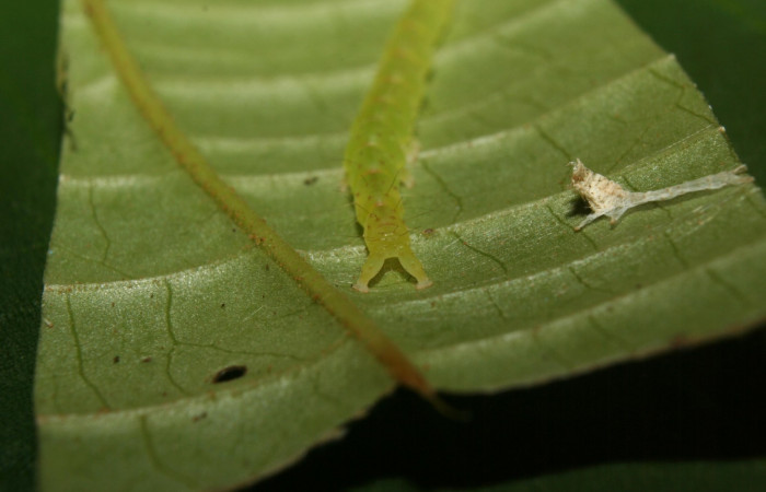 Fig.2  Larva <i>Antiblemma phoenicopyra</i></i> en último estadío mostrando la parte propatas.  Voucher: 12-SRNP-70521-DHJ495022.jpg