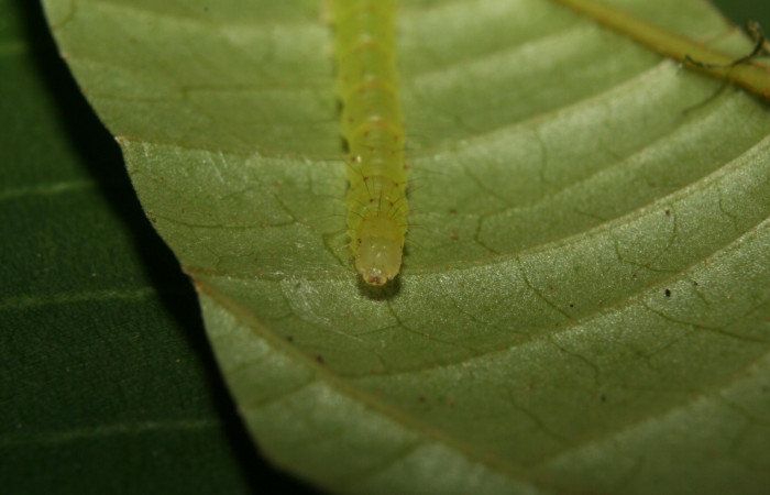 Fig.3 Larva <i>Antiblemma phoenicopyra</i></i> en último estadío mostrando parte frontal.  Voucher: 12-SRNP-70521-DHJ495027.jpg