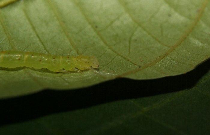 Fig.4 Larva <i>Antiblemma phoenicopyra</i></i> en último estadío mostrando la parte lateral  caracteristica glabra del cuerpo.Voucher: 12-SRNP-70521-DHJ495023.jpg