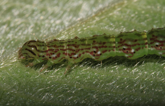 Fig.5 Larva <i>Antiblemma fuscireticulata</i></i> en último estadío mostrando la parte lateral, comparación entre especies .Voucher: 14-SRNP-31654-DHJ721442.jpg