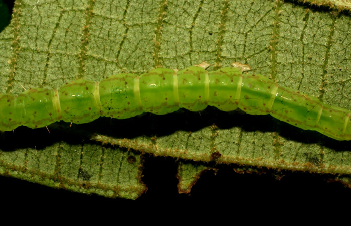 Fig.7  Larva <i>Antiblemma ceras</i></i> en último estadío mostrando parte dorsal comparación entre especies . Voucher: 11-SRNP-31898-DHJ494585.jpg