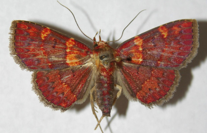 Fig.7  Larva <i>Antiblemma ceras</i></i> en último estadío mostrando parte dorsal comparación entre especies . Voucher: 11-SRNP-31898-DHJ494585.jpg