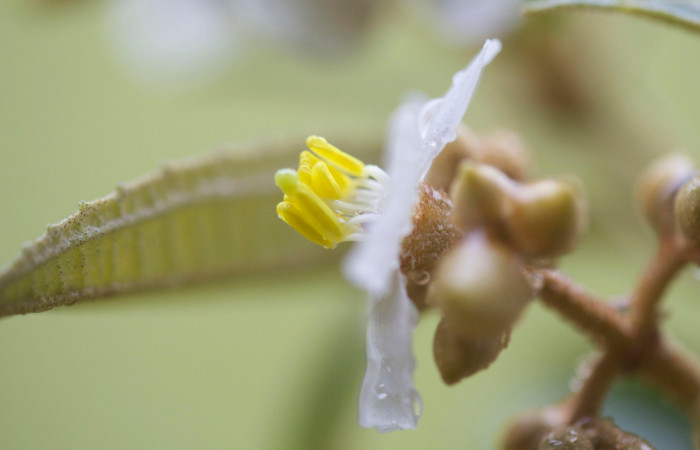 Anteras lateral <i>Conostegia xalapensis</i></i>. Estacion Pitilla Marzo 2019.jpg