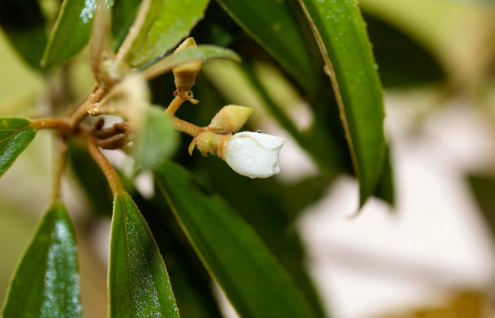 Botón abriendo <i>Conostegia xalapensis</i></i>  Estacion Pitilla Marzo 2019.jpg