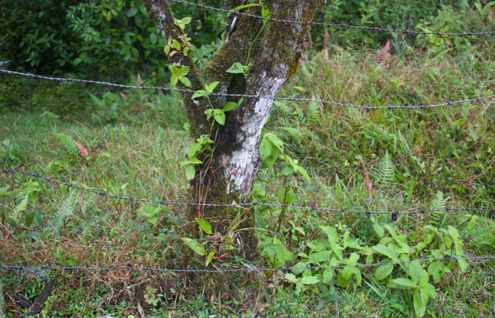 Corteza  <i>Conostegia xalapensis</i></i>. Estacion Pitilla Marzo 2019.jpg