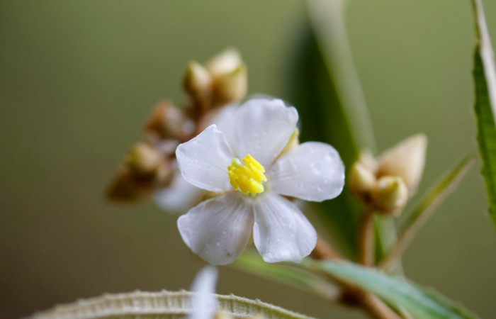 Flor entera <i>Conostegia xalapensis</i></i>  Estacion Pitilla Marzo 2019.jpg