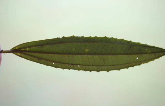 Hoja envés  <i>Conostegia xalapensis</i></i>  Estacion Pitilla Marzo 2019.jpg