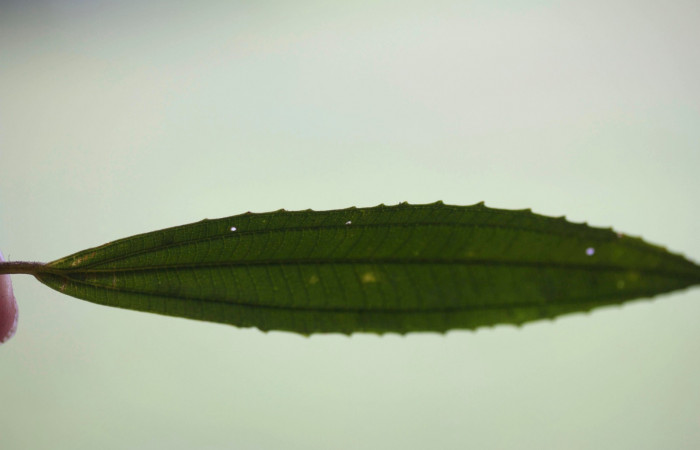 Hoja Haz  <i>Conostegia xalapensis</i></i>  Estacion Pitilla Marzo 2019.jpg