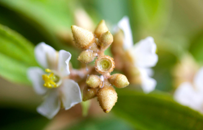 Ovario <i>Conostegia xalapensis</i></i>  Estacion Pitilla Marzo 2019.jpg