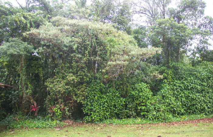 Planta entera <i>Conostegia xalapensis</i></i>  Estacion Pitilla Marzo 2019.jpg