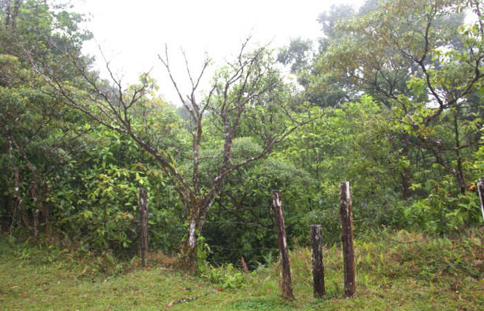 Planta muerta <i>Conostegia xalapensis</i></i>  Estacion Pitilla Marzo 2019.jpg