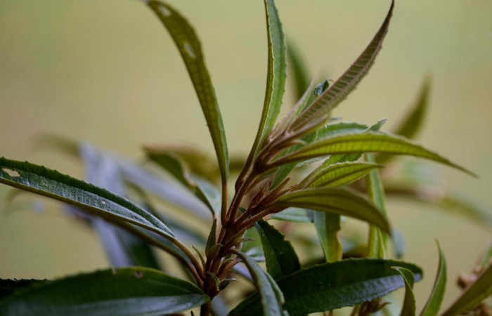 Presentación brotes <i>Conostegia xalapensis</i></i>  Estacion Pitilla Marzo 2019.jpg