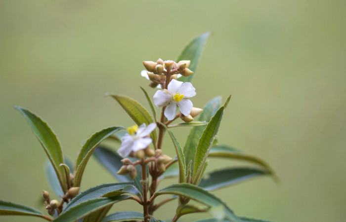 Presentacion racimos  <i>Conostegia xalapensis</i></i> Estacion Pitilla Marzo 2019.jpg