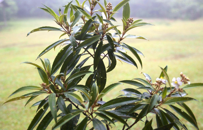 Rama entera <i>Conostegia xalapensis</i></i>  Estacion Pitilla Marzo 2019.jpg