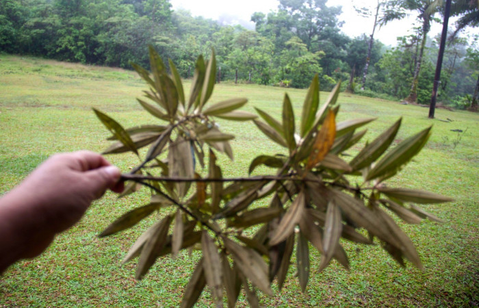 Rama vista por enves. <i>Conostegia xalapensis</i></i>  
Estacion Pitilla Marzo 2019.jpg