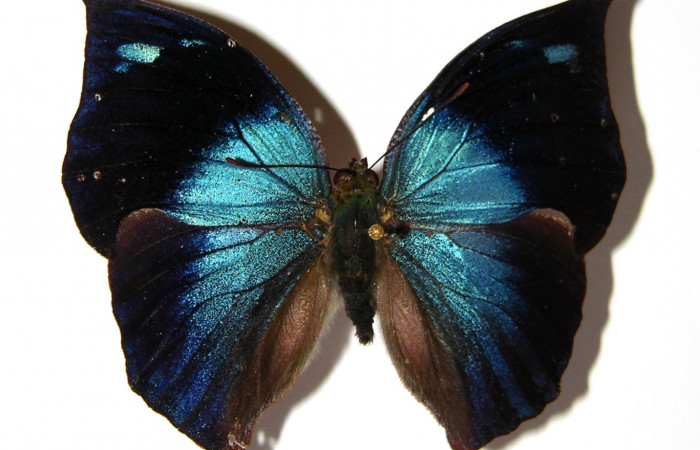 Fig. 9. Adulto hembra de <i>Memphis lyceus</i></i> (Nymphalidae), vista dorsal. Voucher:00-SRNP-9757-DHJ97664.jpg