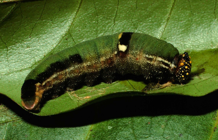 Fig. 4. Larva de <i>Memphis niedhoeferi</i></i> (Nymphalidae), vista lateral. ( Voucher: 01-SRNP-9384-DHJ58596.jpg.