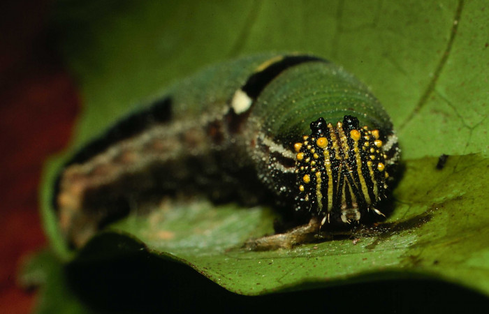 Fig.2.Larva de <i>Memphis niedhoeferi</i></i> vista de la cabeza. Voucher: 01-SRNP-9384- DHJ58599.jpg