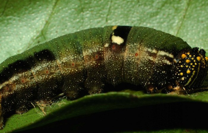 Fig. 1. Larva de <i>Memphis niedhoeferi</i></i> vista lateral. Voucher: 01-SRNP-9384-DHJ58600.jpg