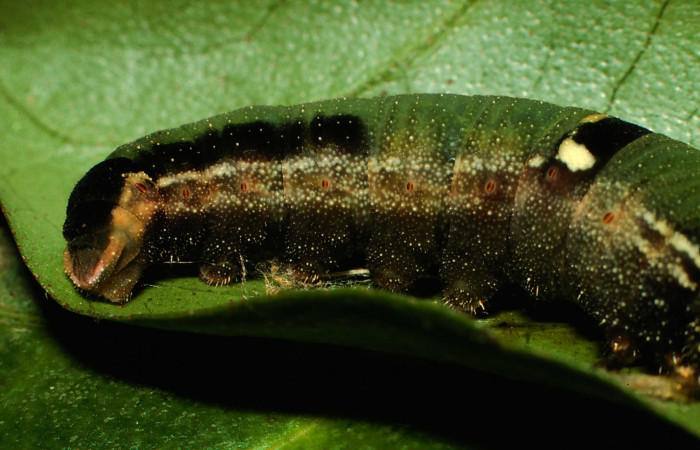 Fig. 5. Larva en último estadío de <i>Memphis niedhoefer</i></i>i (Nymphalidae), vista cola. Voucher: 01-SRNP-9384-DHJ58601.jpg.