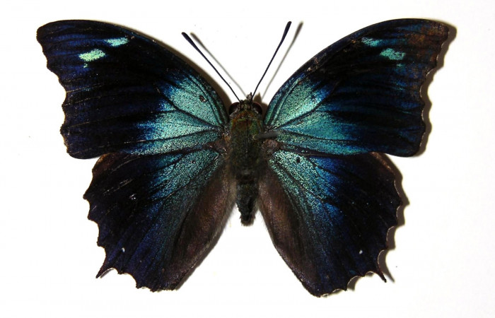 Fig. 12. Adulto macho de <i>Memphis niedhoeferi</i></i> (Nymphalidae), vista dorsal. Voucher: 03-SRNP-19400-DHJ97726.jpg