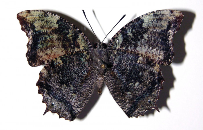 Fig. 13. Adulto macho de <i>Memphis niedhoeferi</i></i> (Nymphalidae), vista ventral. Voucher: 03-SRNP-19400-DHJ97727.jpg