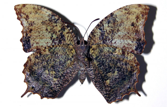 Fig. 11. Adulto hembra de <i>Memphis niedhoeferi</i></i> (Nymphalidae), vista ventral. Voucher: 03-SRNP-19415- 