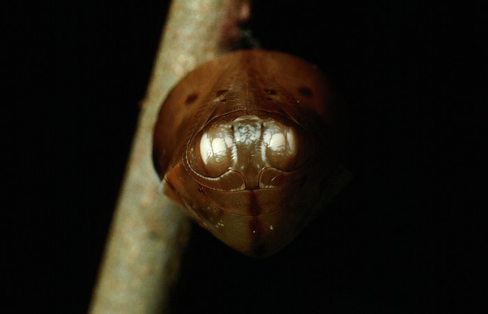 Fig. 7. Pupa de <i>Memphis niedhoeferi</i></i> (Nymphalidae), vista de frente?. Voucher: 03-SRNP-6192-DHJ74443.jpg.