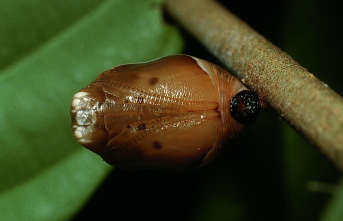 Fig. 8. Pupa de <i>Memphis niedhoeferi</i></i> (Nymphalidae), vista dorsal?. Voucher: 03-SRNP-6192-DHJ74444.jpg