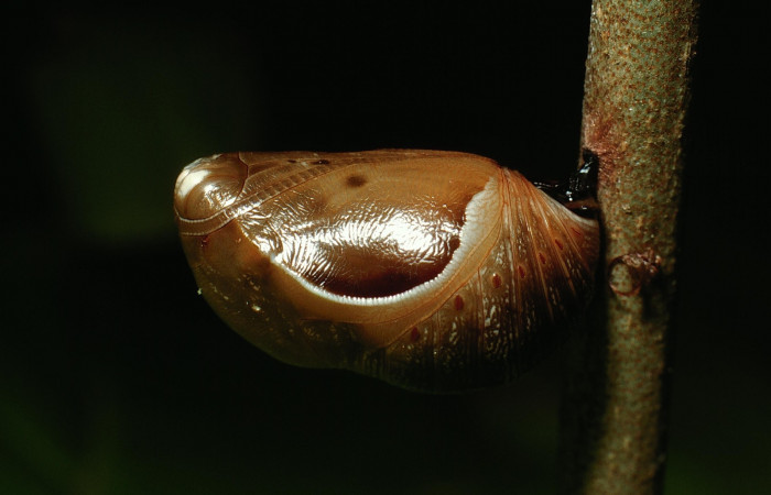 Fig. 6. Pupa de <i>Memphis niedhoeferi</i></i> (Nymphalidae), colgada en una ramita. Voucher: 03-SRNP-6192-DHJ74446.jpg.