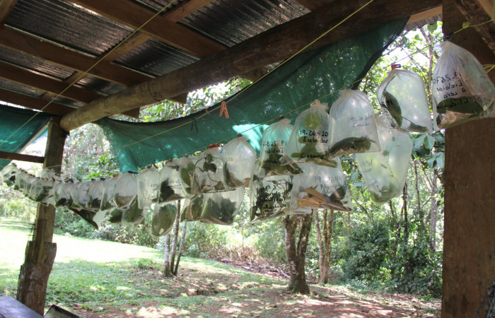Fig. 3 Laboratorio de crianza de larvas de mariposas, Estación Wege. Foto, Minor Carmona, 19febrero2019.