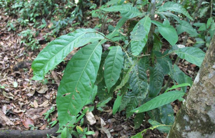 Fig. 14. Planta <i>Croton schiedeanus[/I] de la familia (Euphorbiaceae), hospedera de larva </i><i>Memphis niedhoeferi</i></i> de la familia (Nymphalidae)