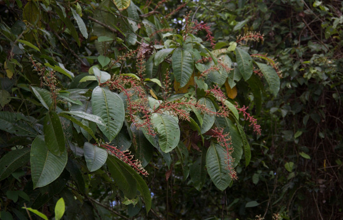 Mostando cantidad de espigas de  <i>Miconia trinervia</i></i> Estacion Pitilla, marzo 2019