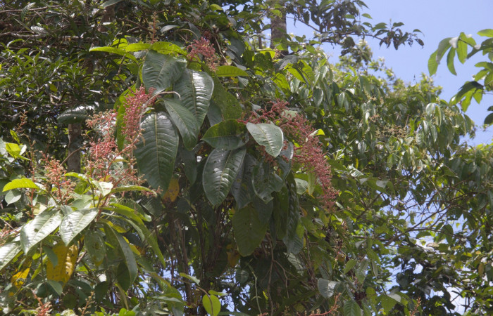 Corteza de  <i>Miconia trinervia</i></i> Estacion Pitilla, marzo 2019