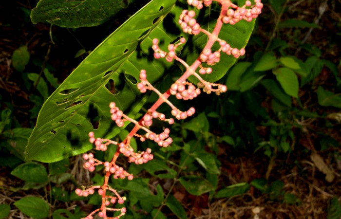 Espiga de  <i>Miconia trinervia</i></i> Estacion Pitilla, marzo 2019