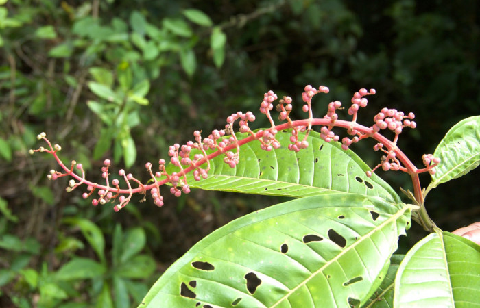 Espeiga lateral de  <i>Miconia trinervia</i></i> Estacion Pitilla, marzo 2019