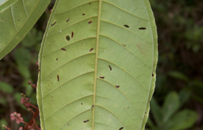 Forma de venación énves de la hoja de  <i>Miconia trinervia</i></i> Estacion Pitilla, marzo 2019