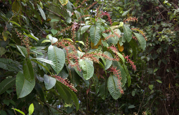 Frutos inmaduros  <i>Miconia trinervia</i></i> Estacion Pitilla, marzo 2019