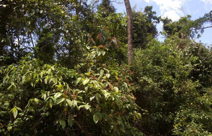 Habitat <i>Miconia trinervia</i></i> Estacion Pitilla, marzo 2019